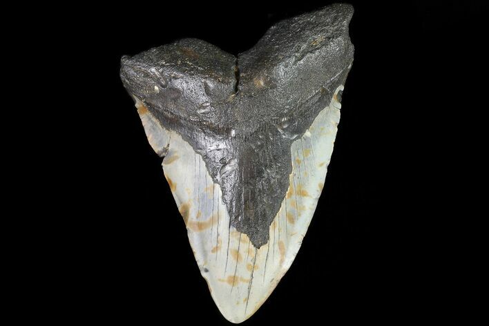 Bargain, Megalodon Tooth - North Carolina #82903